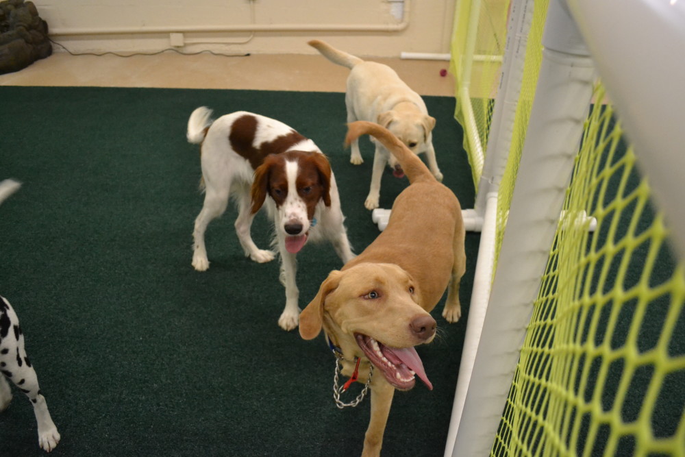 Dog Daycare Happy Hound Dog Resorts