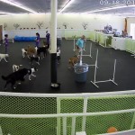 indoor versus outdoor dog parks