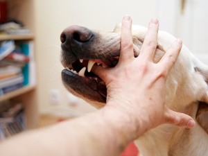 Dog Bite Payouts Increasing