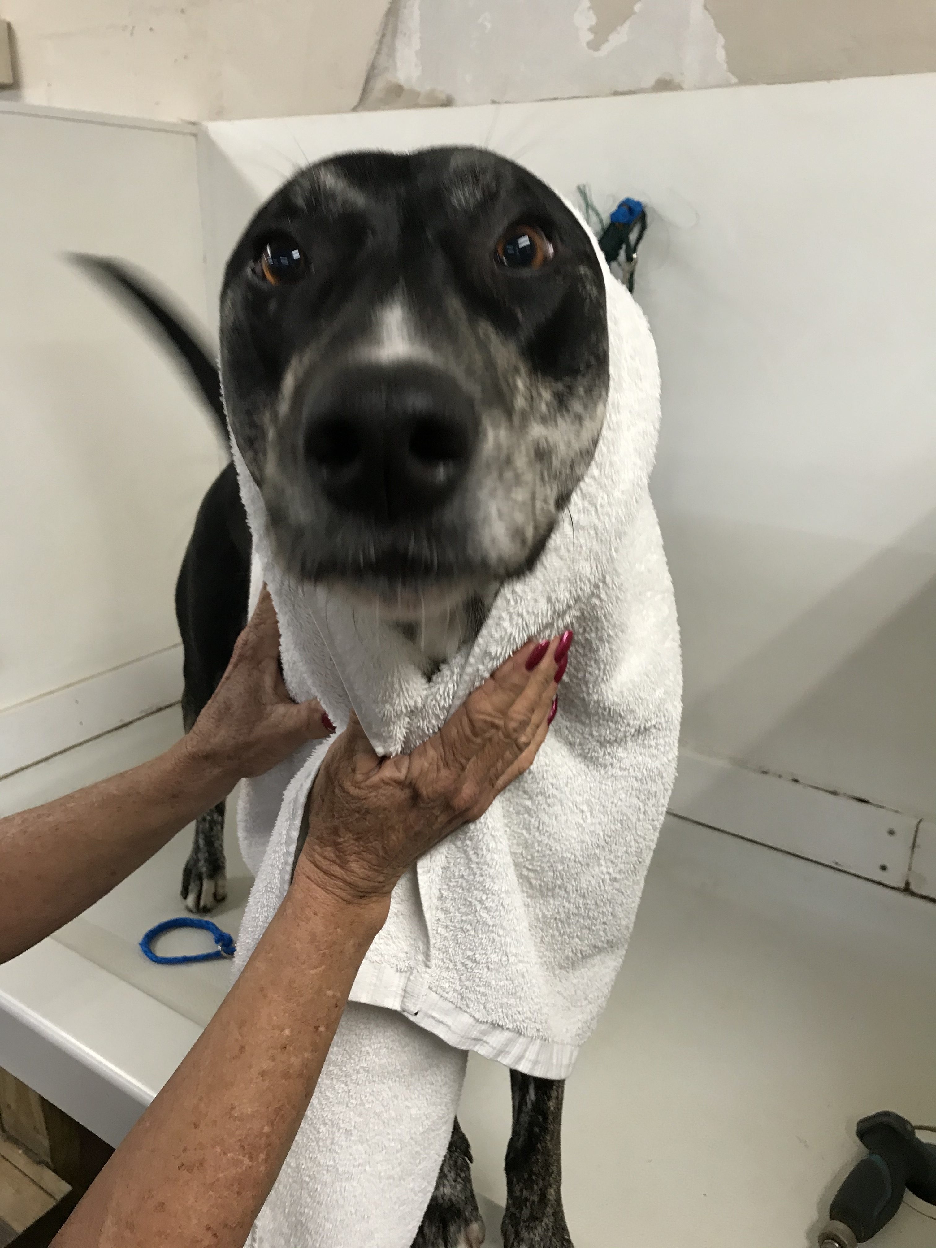 Dog Grooming Jacksonville FL offered at Happy Hound Dog Resorts