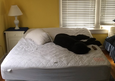 Dog at Home